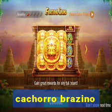 cachorro brazino